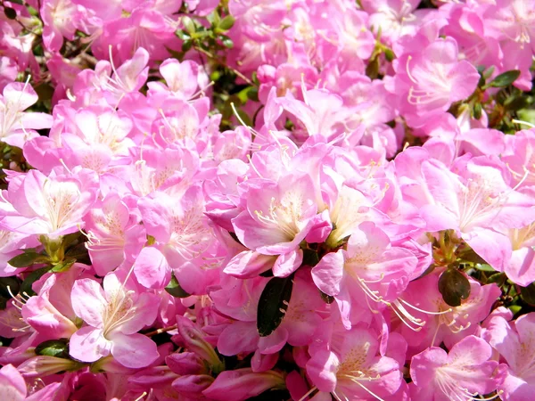 Arlington Cemetery Sakura Blossoms 2010 — Stock Photo, Image