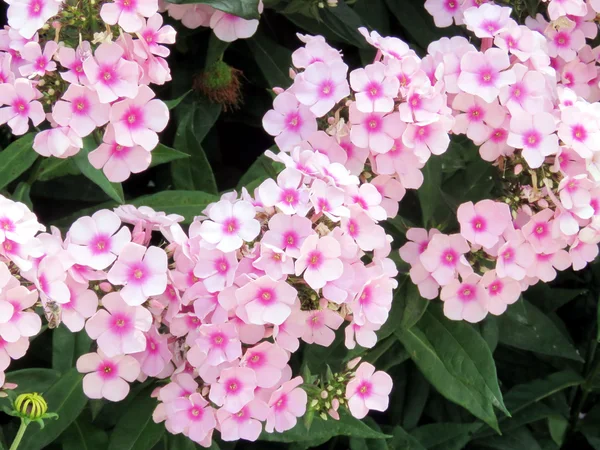 Niagara phlox flowers 2016 — Stock Photo, Image