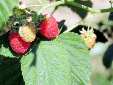 Markham ahududu çalı 2016