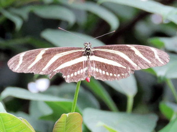 Niagara Zebra Longwing borboleta 2016 — Fotografia de Stock