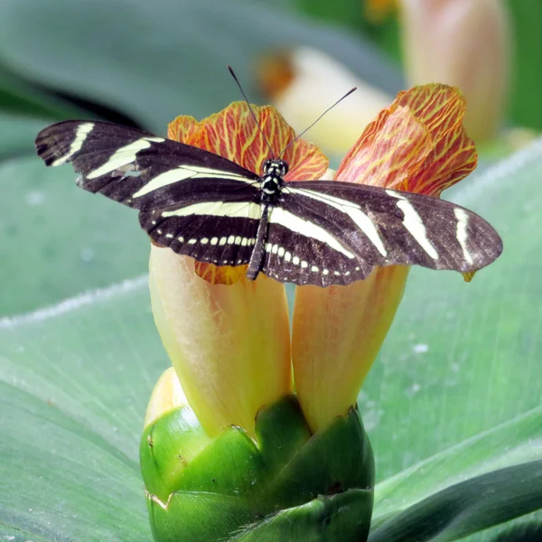 Niágara Cebra Longwing en una flor 2016 —  Fotos de Stock