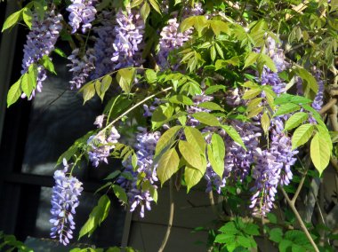 Güney Bethany salkımlar çiçek 2016 