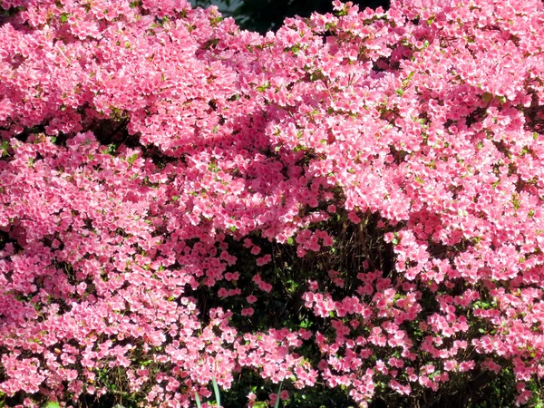 Betania del Sur azalea rosa 2016 —  Fotos de Stock
