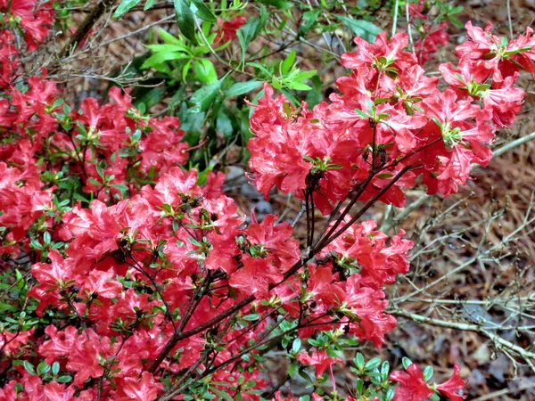 South Bethany red azalea branchs 2016 — Stock Photo, Image
