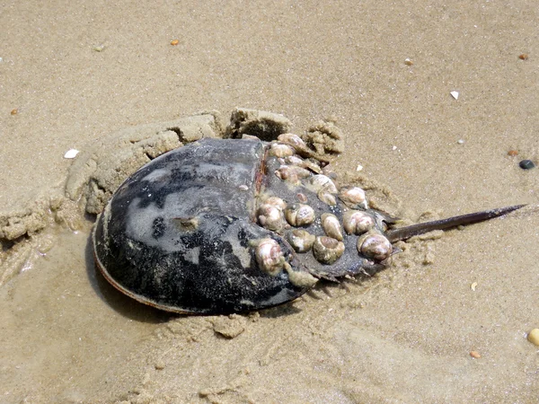 South Bethany Horseshoe crab on a sand 2016 — Stock Photo, Image