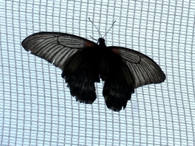 Niagara siyah büyük Mormon bir Grid 2016 