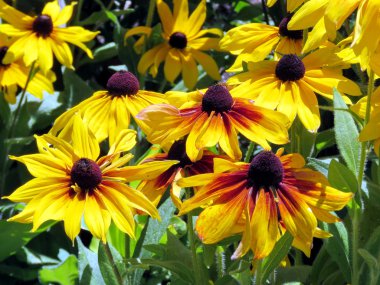 2016 Toronto Gölü sarı papatya çiçekler