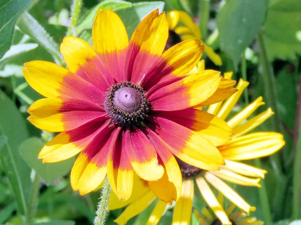 Toronto Lake orange daisy blomman 2016 — Stockfoto