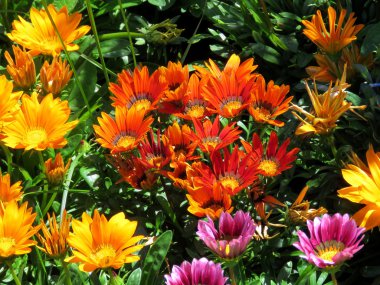 Daisy 2016 Toronto Gölü halı 