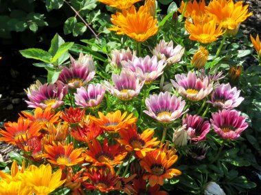  Papatyalar 2016 Toronto Gölü halı