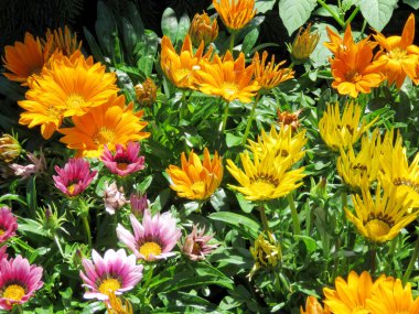 2016 Toronto göl çok renkli papatya çiçekler 