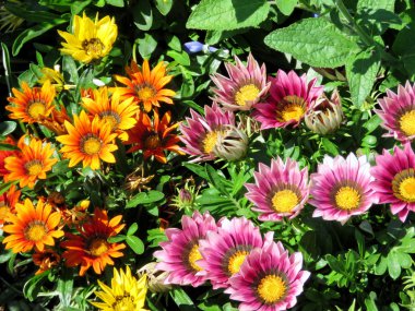 Toronto Gölü turuncu ve pembe papatyalar 2016 