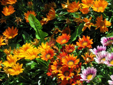 Toronto göl çok renkli papatyalar 2016 