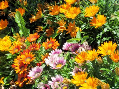  Toronto Gölü daisy 2016 halı