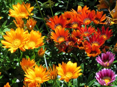  Toronto göl çok renkli papatyalar 2016