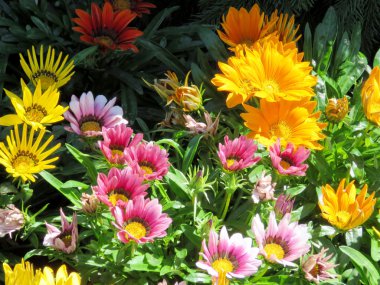  Toronto Gölü papatya halı 2016