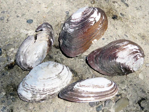 Toronto Lake shells 2016 — Stock Photo, Image