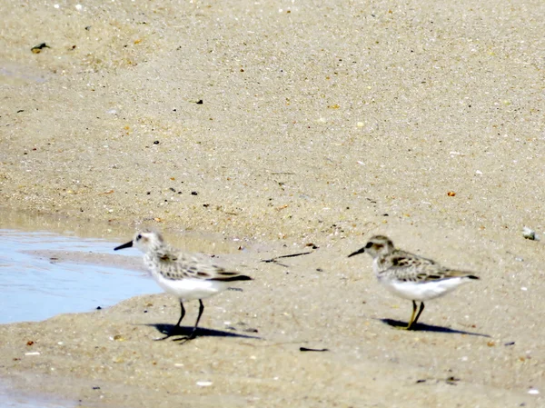 South Bethany two Dunlins 2016 — Stock Photo, Image