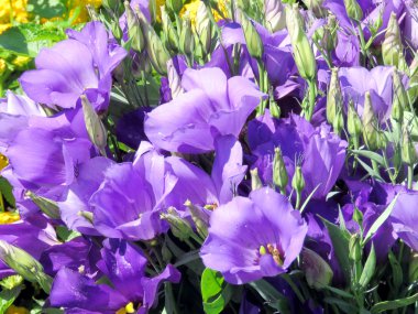 Toronto Gölü balon çiçek 2016