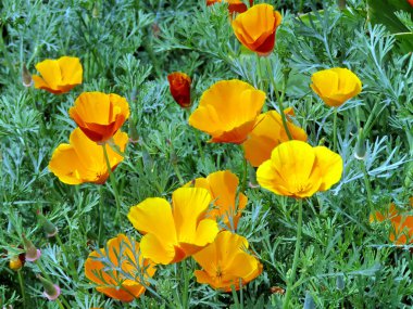 Toronto Gölü California haşhaş 2016