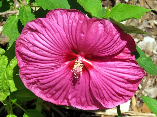 Toronto Lake Hibiscus flower 2016 — Stock Photo, Image