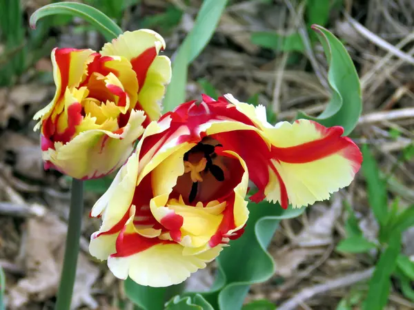 stock image Toronto Lake the orange tulips 2016