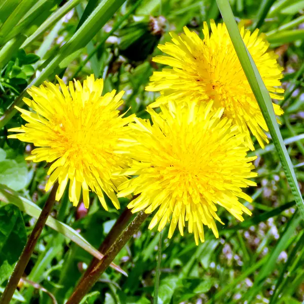 Toronto Lake Dandelions 2016 — Stock Photo, Image