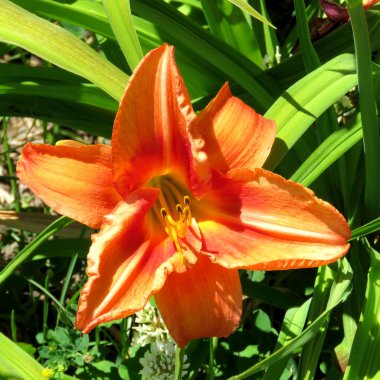 Toronto Gölü lily Temmuz 2016 izole 