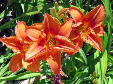 Toronto Gölü lilyum Temmuz 2016 