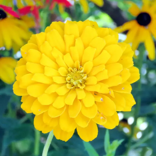 Toronto High Park amarelo flor dahlia 2016 — Fotografia de Stock