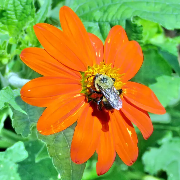 Toronto High Park red daisy and bee 2016 — Stock Photo, Image