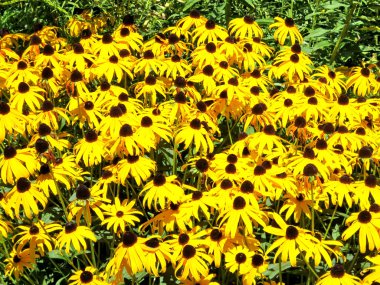  Toronto yüksek Park sarı papatya çiçekler 2016