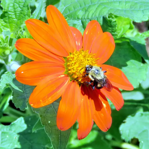 Toronto High Park bee on a red daisy 2016 — Stock Photo, Image