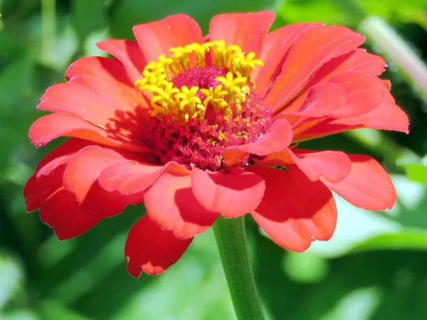 Toronto High Park grote rode dahlia bloem 2016 — Stockfoto