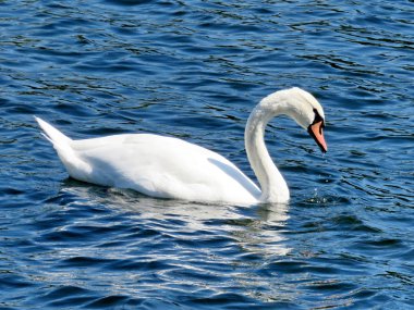 Toronto Lake Swan 2016 (2)