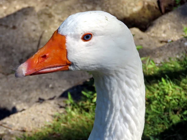 Toronto Lake retrato de ganso branco 2016 — Fotografia de Stock