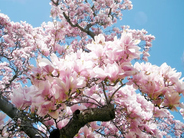 Δέντρο Magnolia Ουάσιγκτον 2010 — Φωτογραφία Αρχείου