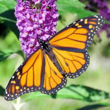 Toronto yüksek Park güzel Monarch kelebek 2016 