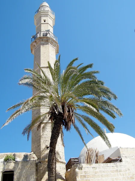 Jaffa пальмових дерев перед mahmoudiya мечеть 2011 — стокове фото