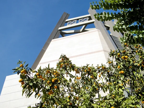 Bar-ilan Universiteit fortunella margarita boom en Joodse centrum — Stockfoto