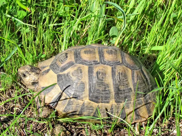 Shoham de schildpad 2012 — Stockfoto