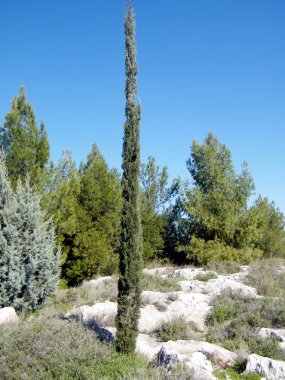 Shoham ağaçlar buzlu 2011 