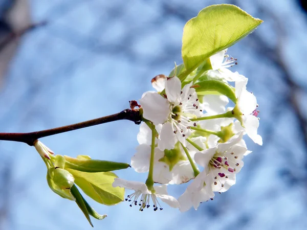 McLean Cherry Blossom 2011 — Stock fotografie