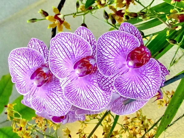 Washington orkide oncidium şube 2011 — Stok fotoğraf