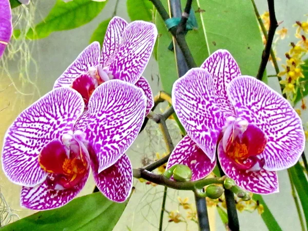 Washington oncidium orchidea virág 2011 — Stock Fotó