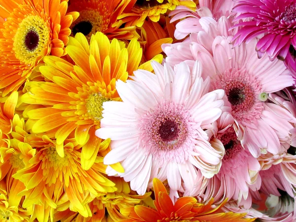 Tel Aviv orange and pink asters 2012 — Stock Photo, Image