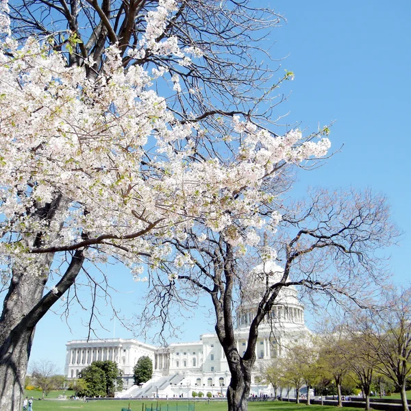 Washington Cherry Blossoms in front of Capitol 2010 — Stock Photo, Image