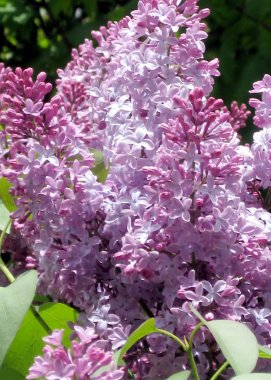 Rideau nehir Ankara leylak 2008