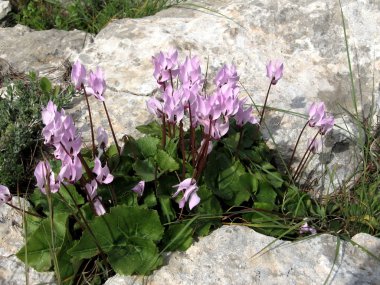 Shoham orman park Cyclamens 2007