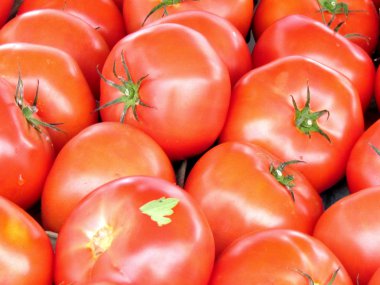  St Jacobs Köyü domates 2013